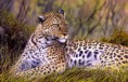 Leopard škvrnitý