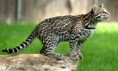 Ocelot veľký